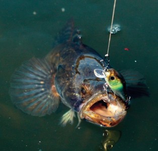 Cum de a prinde un goby