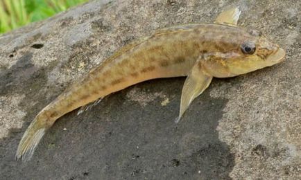 Cum de a prinde un goby