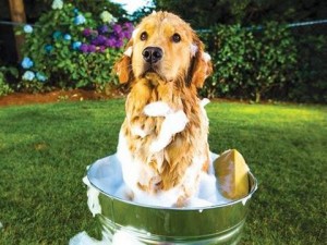 Cum să spăl un câine