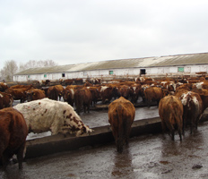 Kínoznak tehén - Red East (zoospas fórum) Kínoznak tehén - Red East