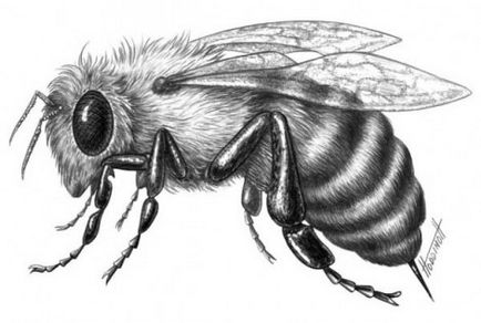 Cum de a desena o albină sau cum să desenezi o lecție de desen pas cu pas