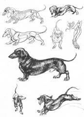 Як намалювати собаку