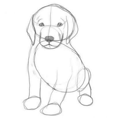 Як намалювати собаку олівцем поетапний урок з поясненнями