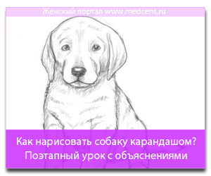 Як намалювати собаку олівцем поетапний урок з поясненнями