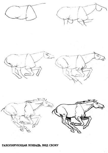 Як намалювати «живу» кінь сайт про коней