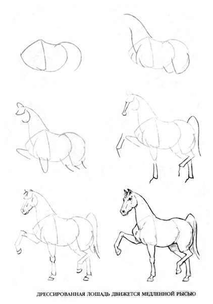 Cum de a desena un site live despre cal despre cai