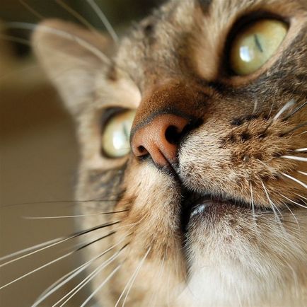 Annak megállapítása, hogy van egy macska, a múltja, a blog nagy, csap (cat) Annak megállapítása, hogy van egy macska, a múltja, a blog grand, pin