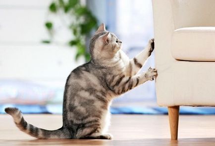 Як відучити кішку рвати диван кігтями