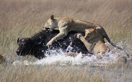 Cum Luna Plina afecteaza Animalele