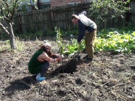 Cum să plantezi o cireșă în toamnă