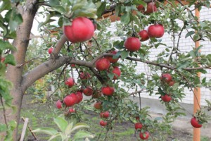 Как да се засадят ябълково дърво на масата е плитки води, на село - родното място на моя