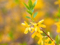 Cum se propagă heather, flori în grădină (homestead)