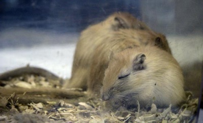 Cum de a alege gerbil, zoodom