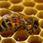 Як запобігти роїння бджіл