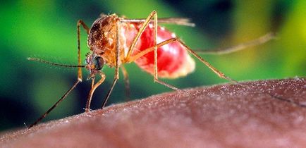 Як приготувати засіб від комарів в домашніх умовах