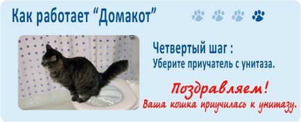 Як привчити кішку, кота чи кошеня до туалету, привчаємо домашніх тварин до унітазу