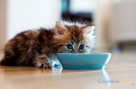Як привчити вибагливих котиків до здорової їжі, країна - топ новини України