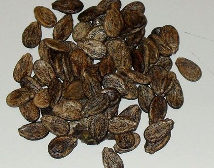 Hogyan csírázni magvait görögdinnye előtt a fő leszálló sposb (mag) Hogyan csírázni magvait görögdinnye előtt a fő leszálló sposb
