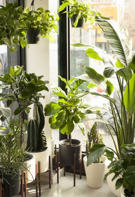 Hogyan, hogy egy kicsit több cserepes növények egy ablakpárkányon
