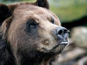 Як зліпити ведмедю ніс