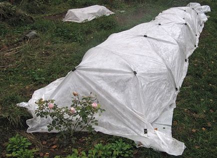 Hogyan kell tartani a rózsakert télen