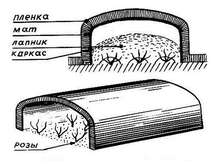 Як зберегти троянду в саду взимку