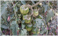 Cum să salvați fructele unei tomate din phytophthora dacă bushul este deja negru