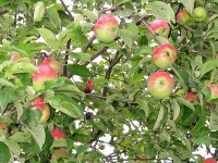 Як усунути періодичність плодоношення яблунь - фазенда-онлайн