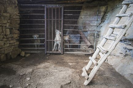 Як в Дагестані вирощують кавказьких вівчарок для собачих боїв, блог artemon, конт