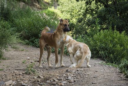 Як в Дагестані вирощують кавказьких вівчарок для собачих боїв, блог artemon, конт