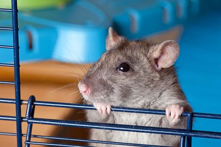 Hogyan válasszuk ki a ketrecben patkányokat