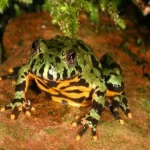 Як вибрати жабу - про інших тварин - статті - допомога тваринам, що потрапили в біду, ростові-на-дону
