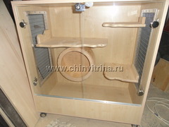 Hogyan válasszuk ki a kirakat csincsilla - sejt Escaparates az schinshilly (Chinchilla) Hogyan válasszuk ki a kirakat csincsilla - sejt Vitrinek a schinshilly