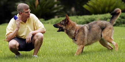 Як вибрати хорошого тренера для собаки