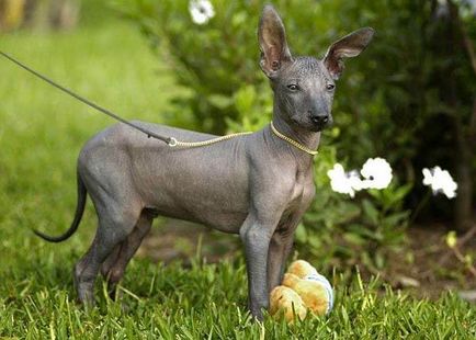 Cum arata animalele cheile acum ca ai vazut totul! Miracole în sită