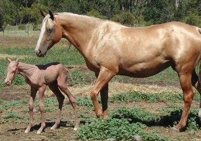 Cum arata animalele cheile acum ca ai vazut totul! Miracole în sită