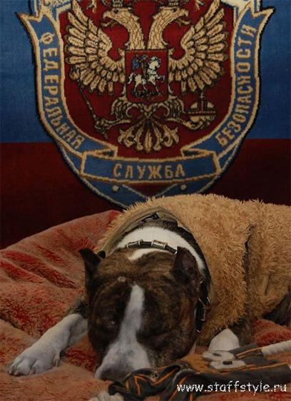 Hogyan hogy felhívja egy őr amstaff (kutya) Hogyan hogy felhívja egy őr amstaff