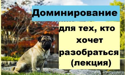 Як закапати краплі в очі цуценяті, школа прикладної етології