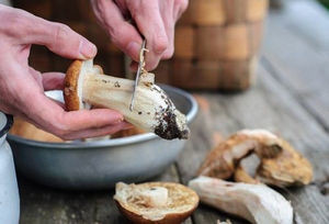 Hogyan befagyasztja a gombát a téli megfelelő és ízletes gomba helyszínen