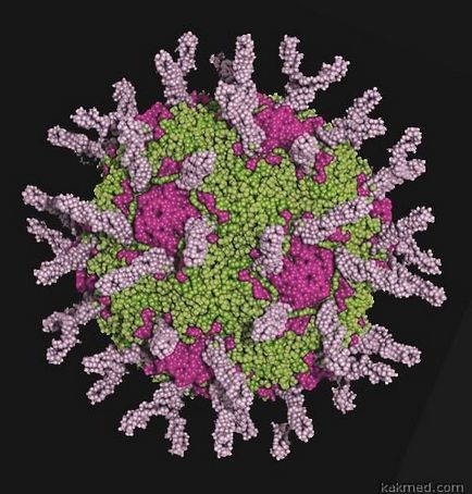 Hogyan véd a közönséges nátha vírusa télen, a tudósok magyarázzák Amerikában