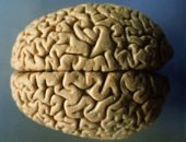 Cum de a face creierul să lucreze cum să antreneze și să activeze creierul