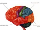 Cum de a face creierul să lucreze cum să antreneze și să activeze creierul