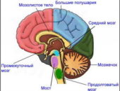 Як змусити мозок працювати як тренувати і активізувати роботу мозку