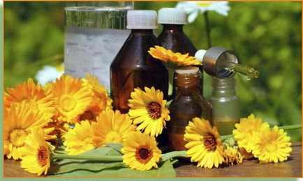 Calendula és jótékony tulajdonságai az orvosi receptek olaj körömvirág - az életem