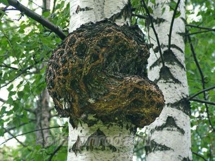 Календула і її корисні властивості застосування лікувальні рецепти масло з календули - my life