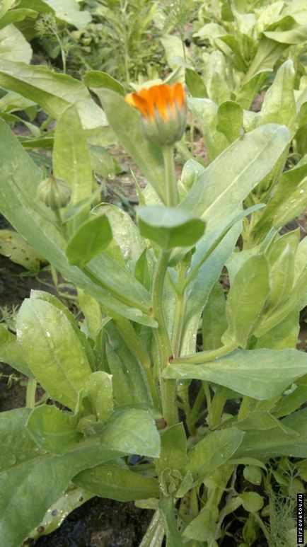 Calendula, plantare și îngrijire