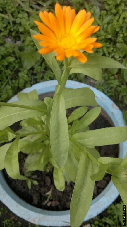 Calendula, ültetés és gondozás