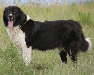Karakachan dog - foto, video, descrierea rasei, recenzii de proprietar