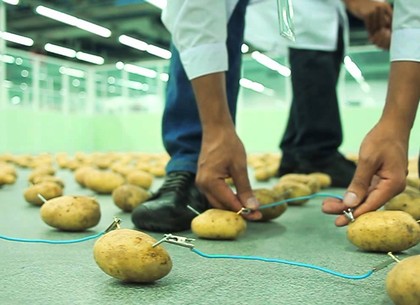 Картопля - джерело електрики