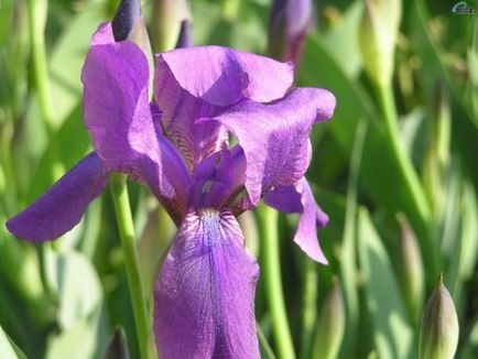 Iris - hasznos tulajdonságai írisz - írisz alkalmazása az orvostudományban, női magazin minden (írisz) Iris - hasznos tulajdonságai írisz - írisz alkalmazása az orvostudományban, női magazin minden